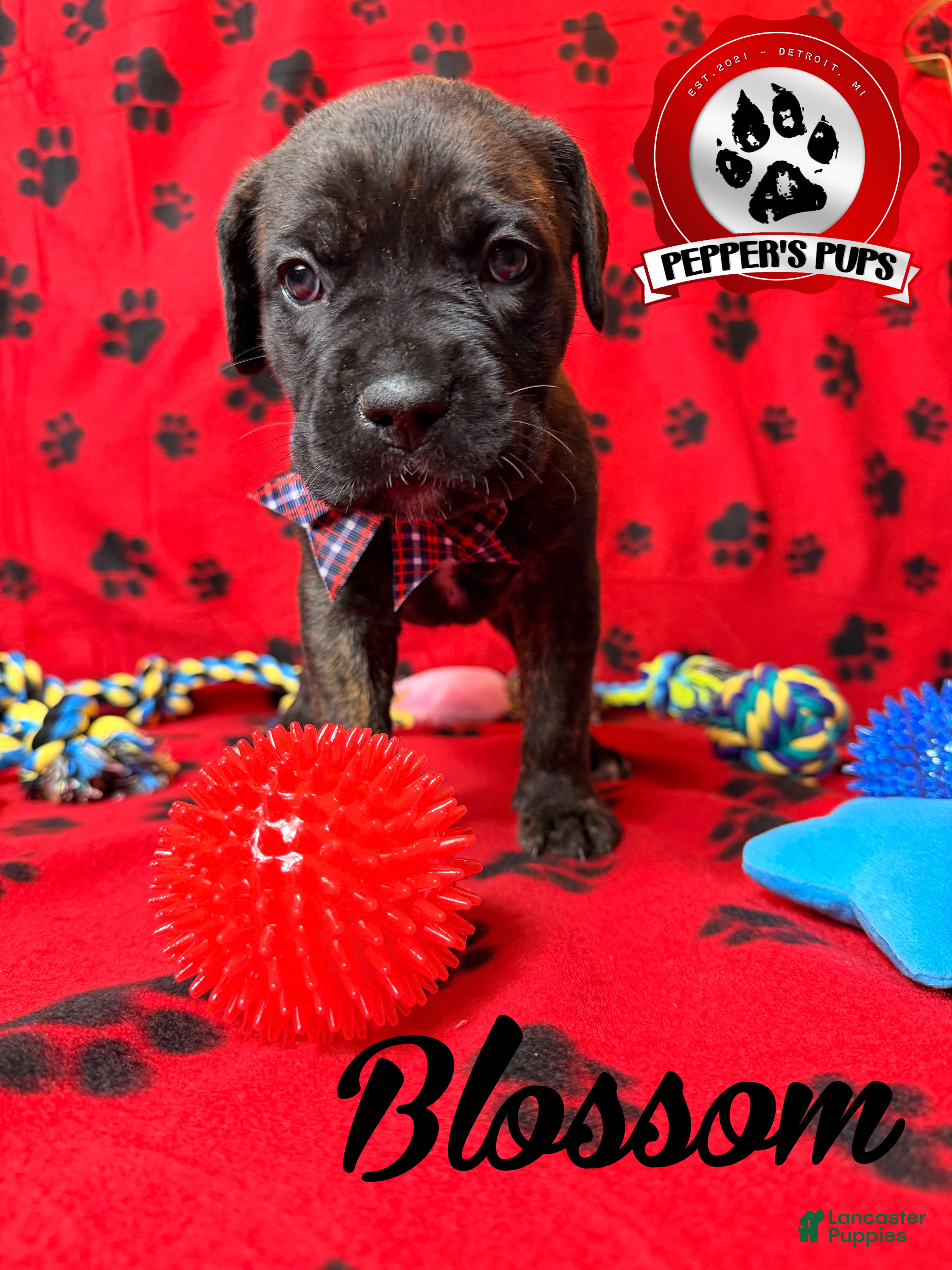 Cane Corso dogs Blossom  - Ad 1