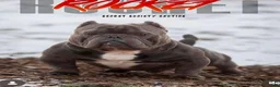 American Bully dogs for sale: American Bully 1 - Ad 22