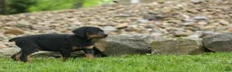 Doberman Pinscher dogs for sale:  Dax (Black Rust)🐶 - Ad 14