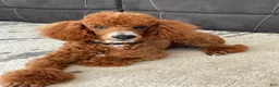Mini Goldendoodle dogs for sale: Sadie - Ad 9