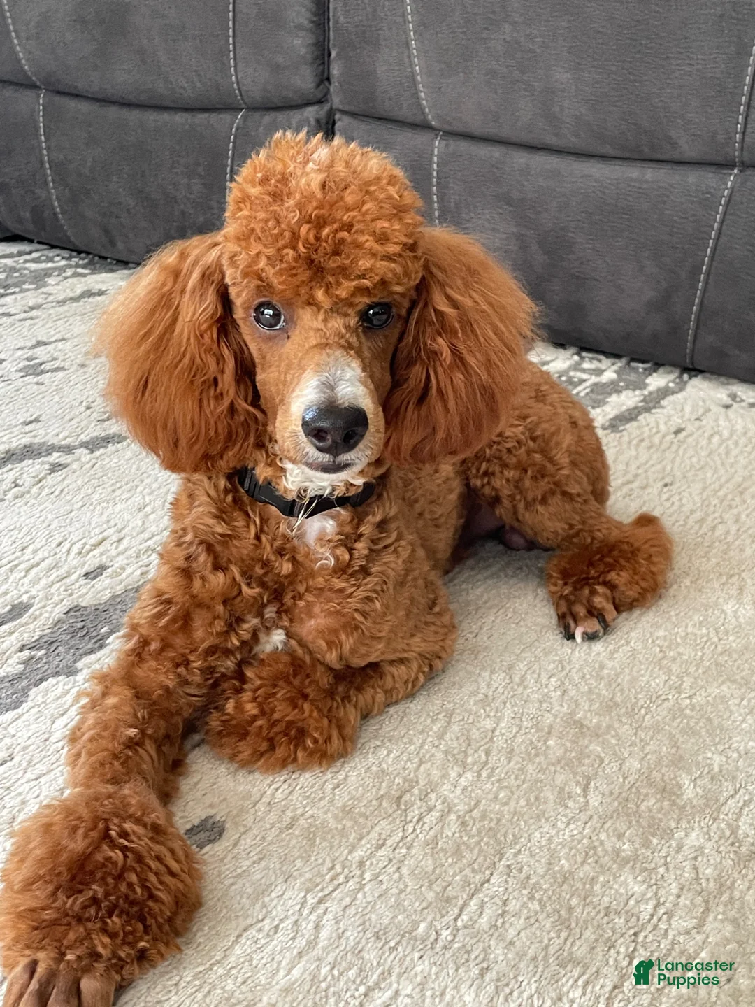 Mini Goldendoodle dogs for sale: Sadie - Ad 9