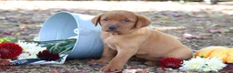 Labrador Retriever dogs for sale: Autumn - Ad 3