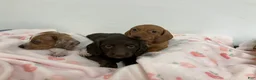 Miniature Dachshund dogs for sale: Zippy  - Ad 7