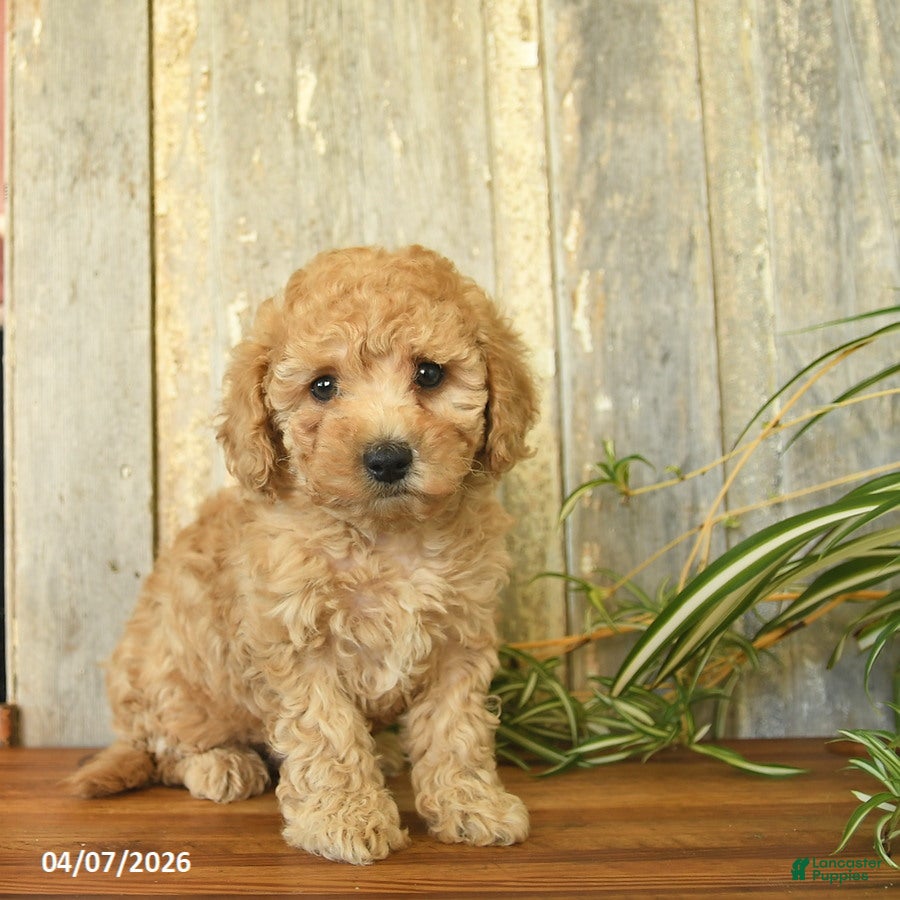 Maltipoo dogs Pepper - Ad 1