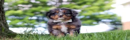 Mini Bernedoodle dogs for sale: Bumblebee - Ad 5