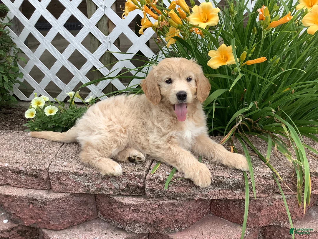 Mini Goldendoodle dogs for sale: Daisy - Ad 1
