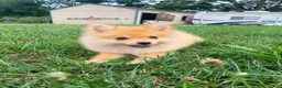 Pomeranian dogs for sale: Misty - Ad 4