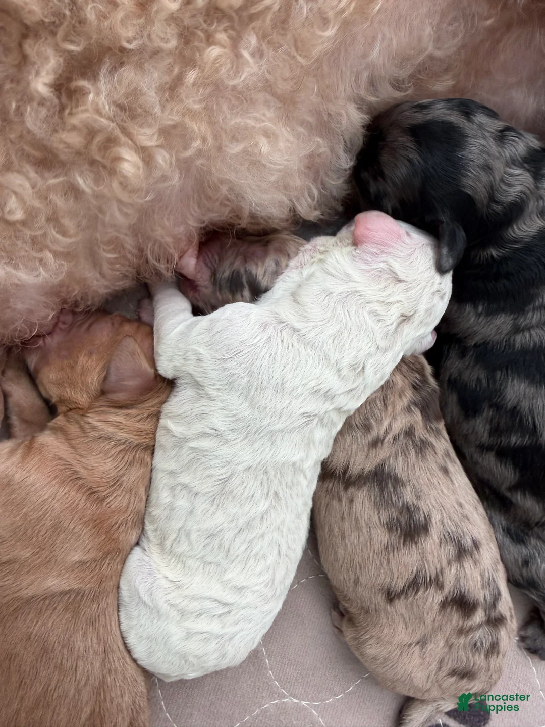 Mixed Breed dogs for sale: Cadbury - Ad 1