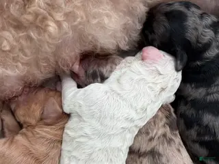 Mixed Breed dogs for sale: Cadbury - Ad 2