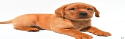 Labrador Retriever dogs for sale: Jack - Ad 6