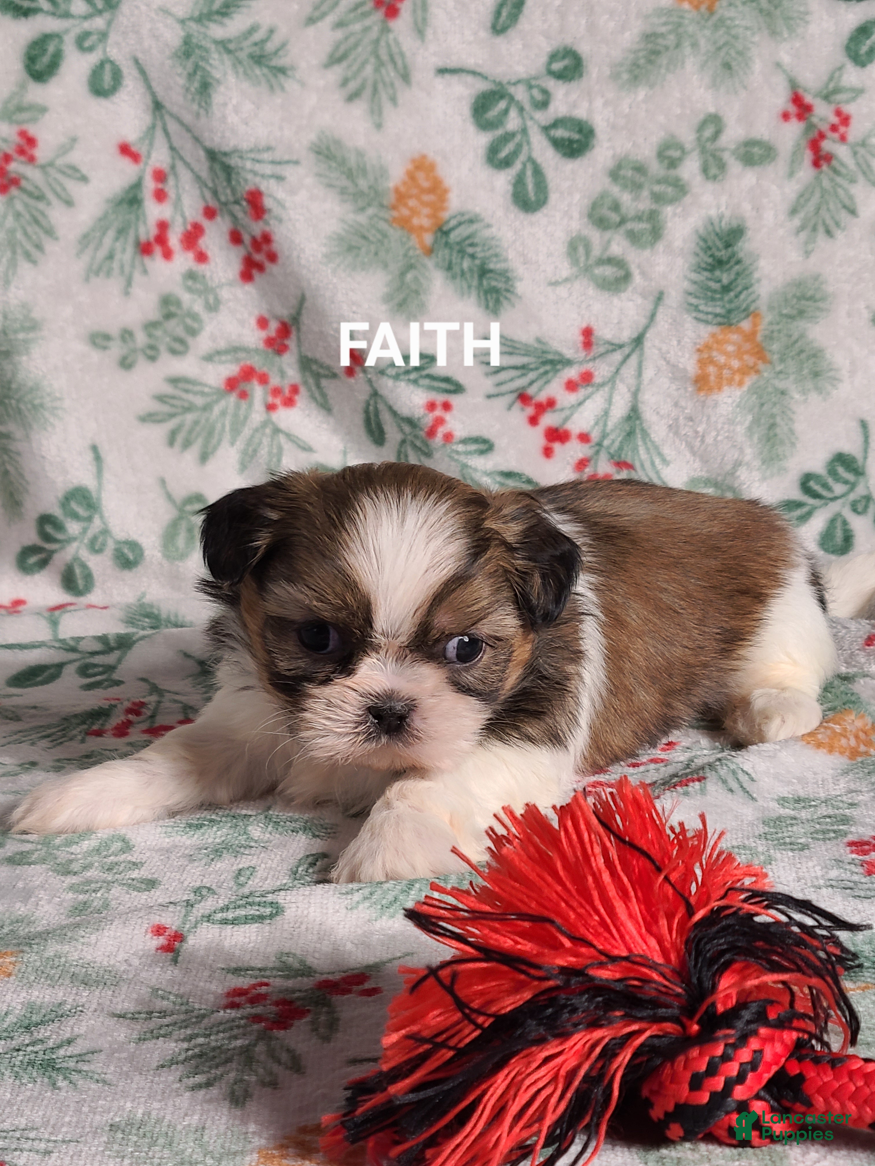 Shih Tzu dogs Faith  - Ad 17