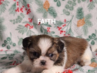 Shih Tzu dogs Faith - Ad 24