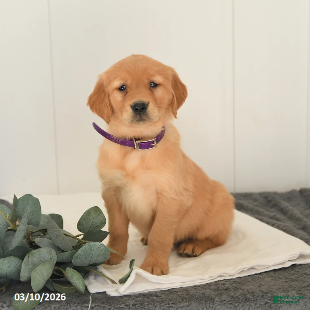 Golden Retriever dogs for sale: Mango - Ad 5