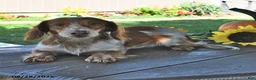 Miniature Dachshund dogs for sale: Dixie  - Ad 7