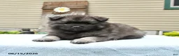 Keeshond dogs for sale: Silver - Ad 1
