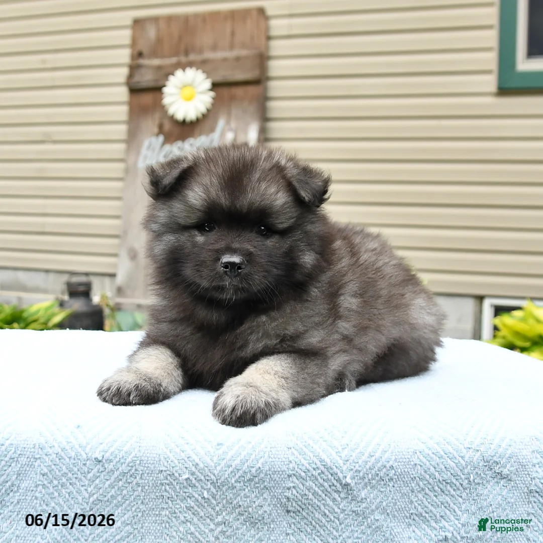 Keeshond dogs for sale: Silver - Ad 1
