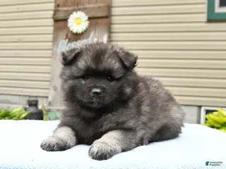 Keeshond dogs for sale: Silver - Ad 4