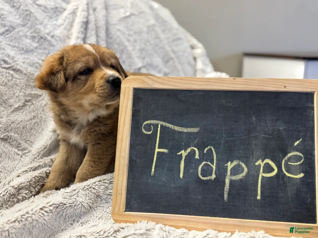 Mixed Breed dogs for sale: Frappé  - Ad 7