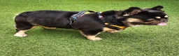 French Bulldog dogs for stud: Grizzly  - Ad 1