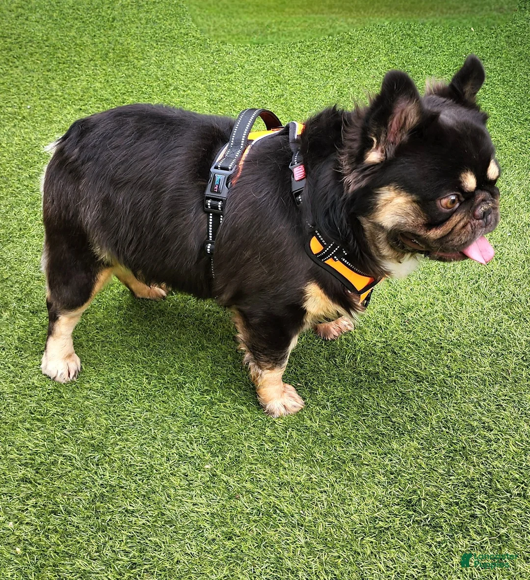 French Bulldog dogs for stud: Grizzly  - Ad 1