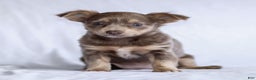 Chihuahua dogs for sale: Pamela - Ad 9