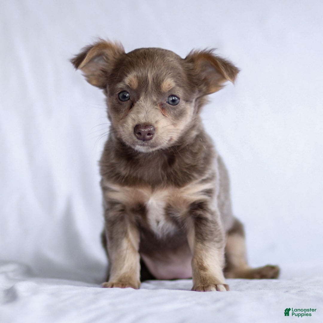 Chihuahua dogs for sale: Pamela - Ad 9