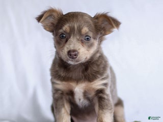 Chihuahua dogs - Ad 25