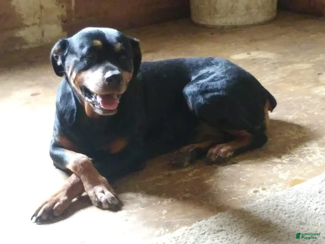 Rottweiler dogs for sale: Bruno  - Ad 2