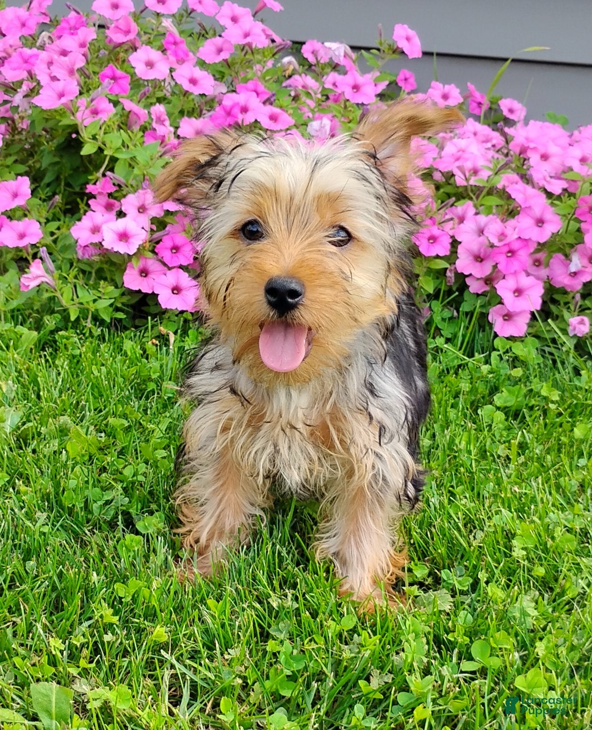 Yorkshire Terrier dogs Lilibet - Ad 2