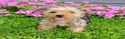 Yorkshire Terrier dogs for sale: Lilibet - Ad 2
