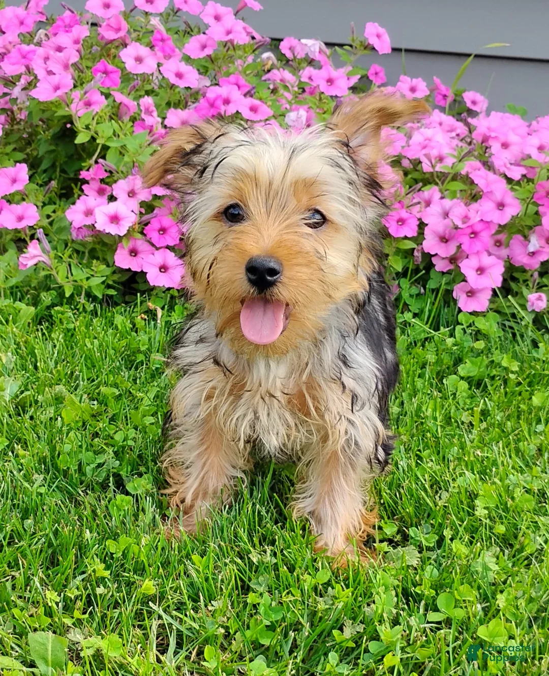 Yorkshire Terrier dogs for sale: Lilibet - Ad 2