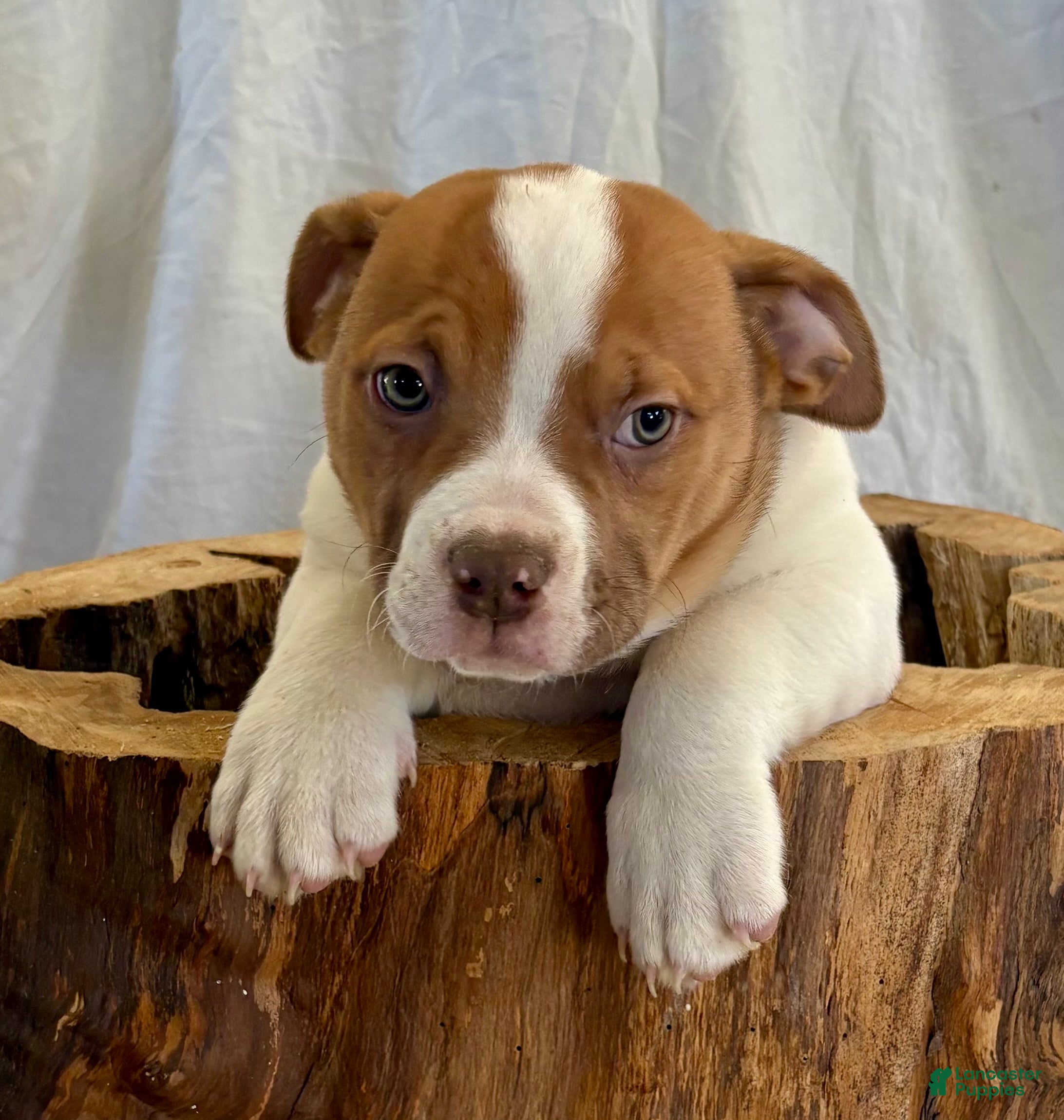 American Bulldog dogs American Bulldog Puppy 3 - Ad 1