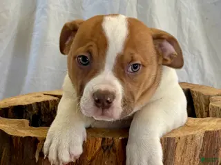 American Bulldog dogs for sale: American Bulldog Puppy 3 - Ad 3