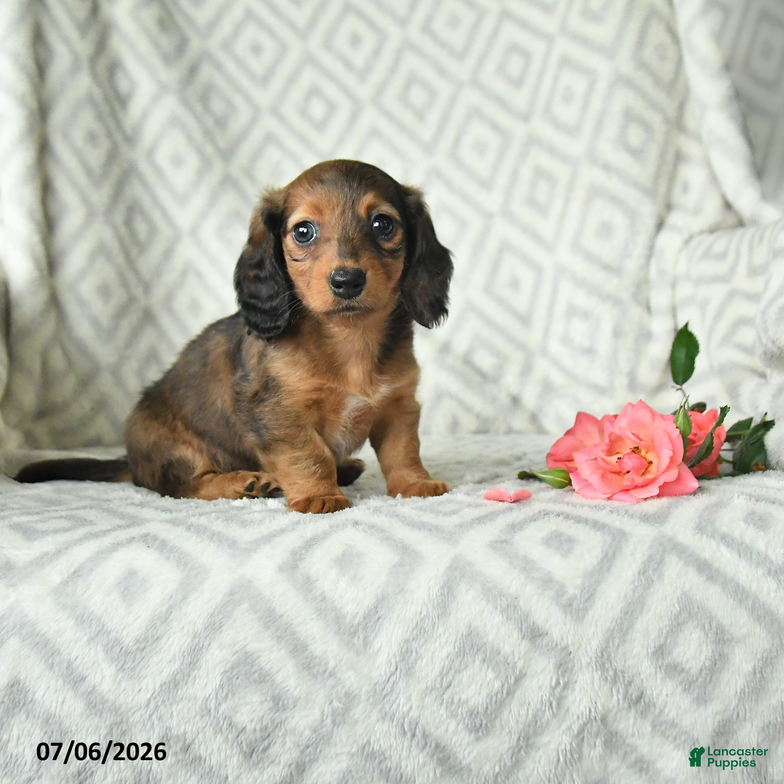 Dachshund dogs Bree - Ad 1