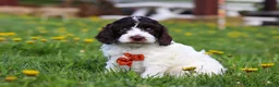 Cockapoo dogs for sale: Dalton - Ad 4