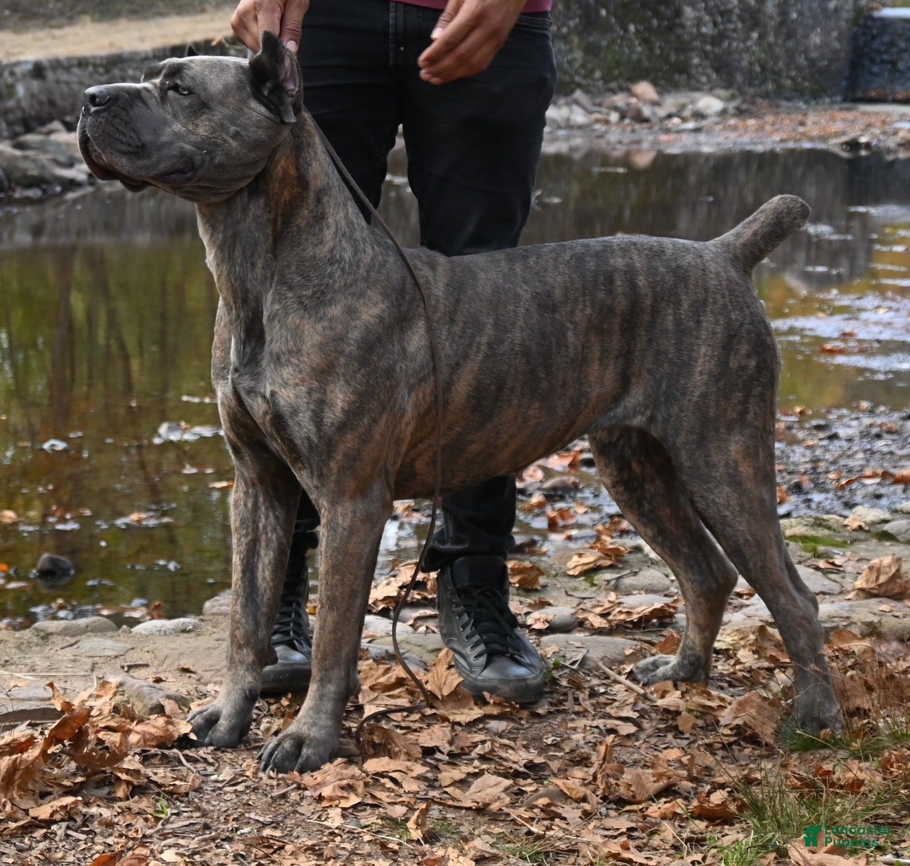 Cane Corso dogs Tesla - Ad 2