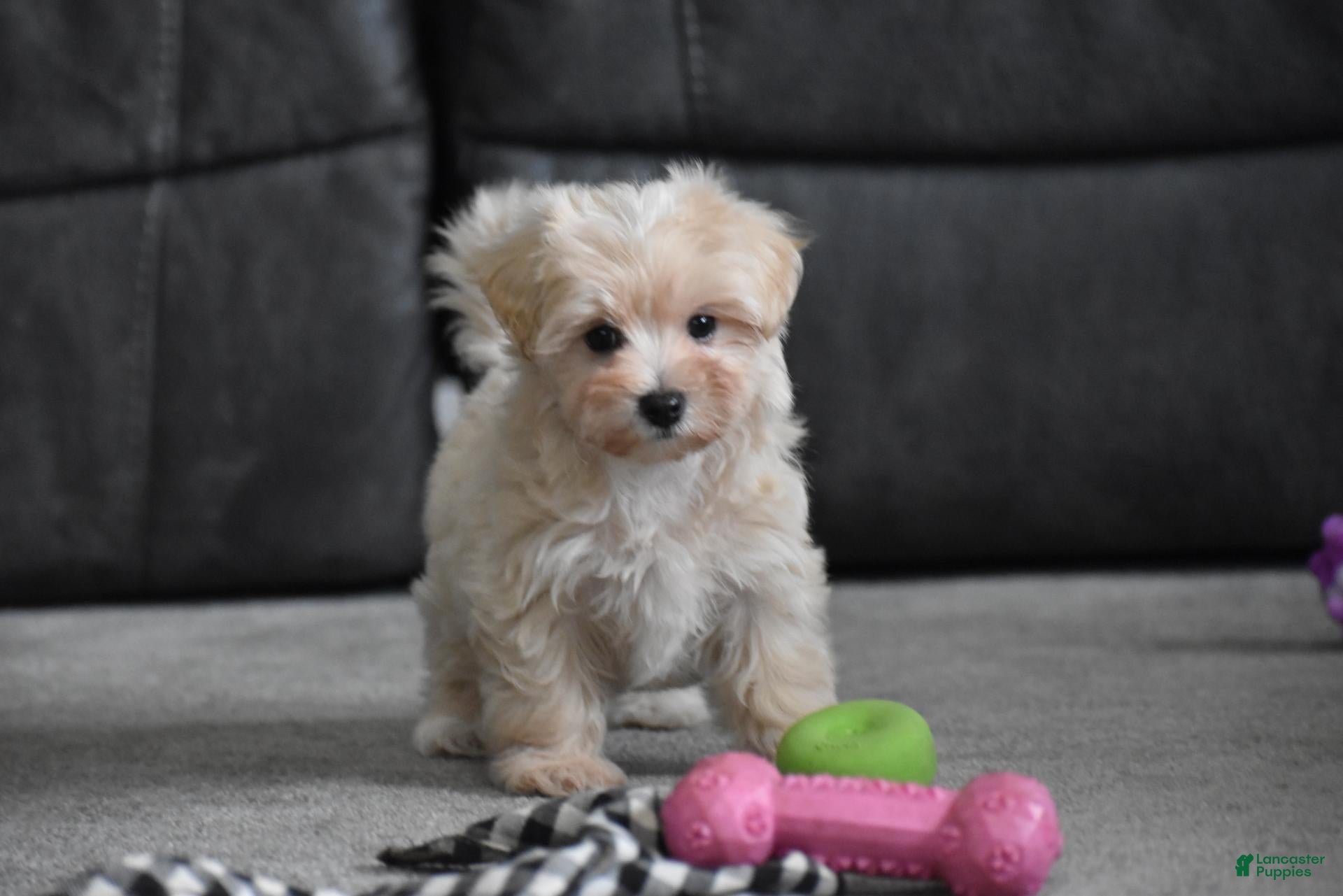 Maltipoo dogs Melody - Ad 2