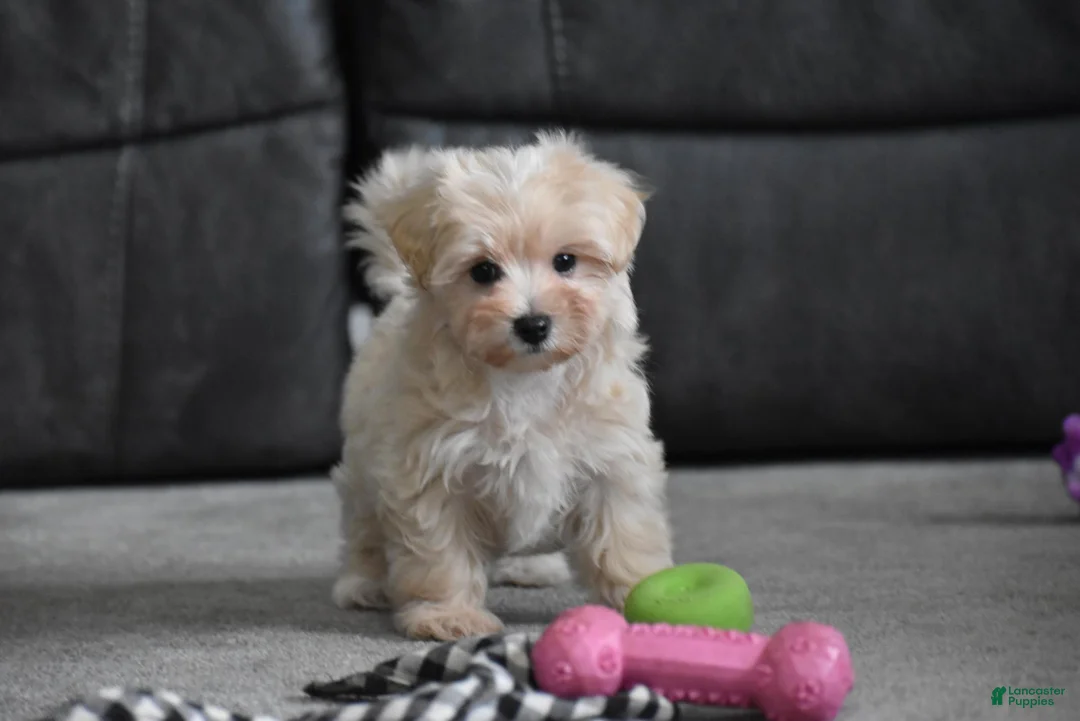 Maltipoo dogs for sale: Melody - Ad 2