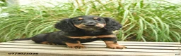Miniature Dachshund dogs for sale: Piper  - Ad 2