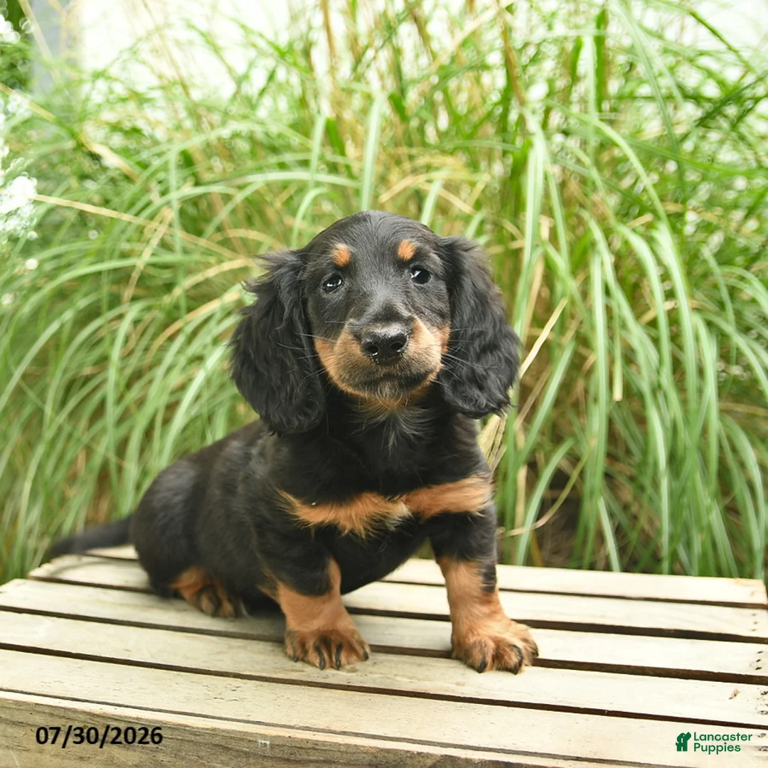 Miniature Dachshund dogs for sale: Piper  - Ad 2