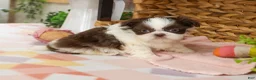 Shih Tzu dogs for sale: Alani  - Ad 4