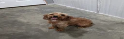 Cavapoo dogs for sale: Lincoln - Ad 5