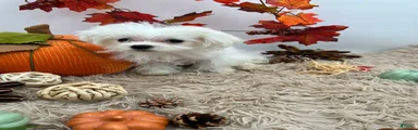 AKC Missy the Korean Maltese $3000