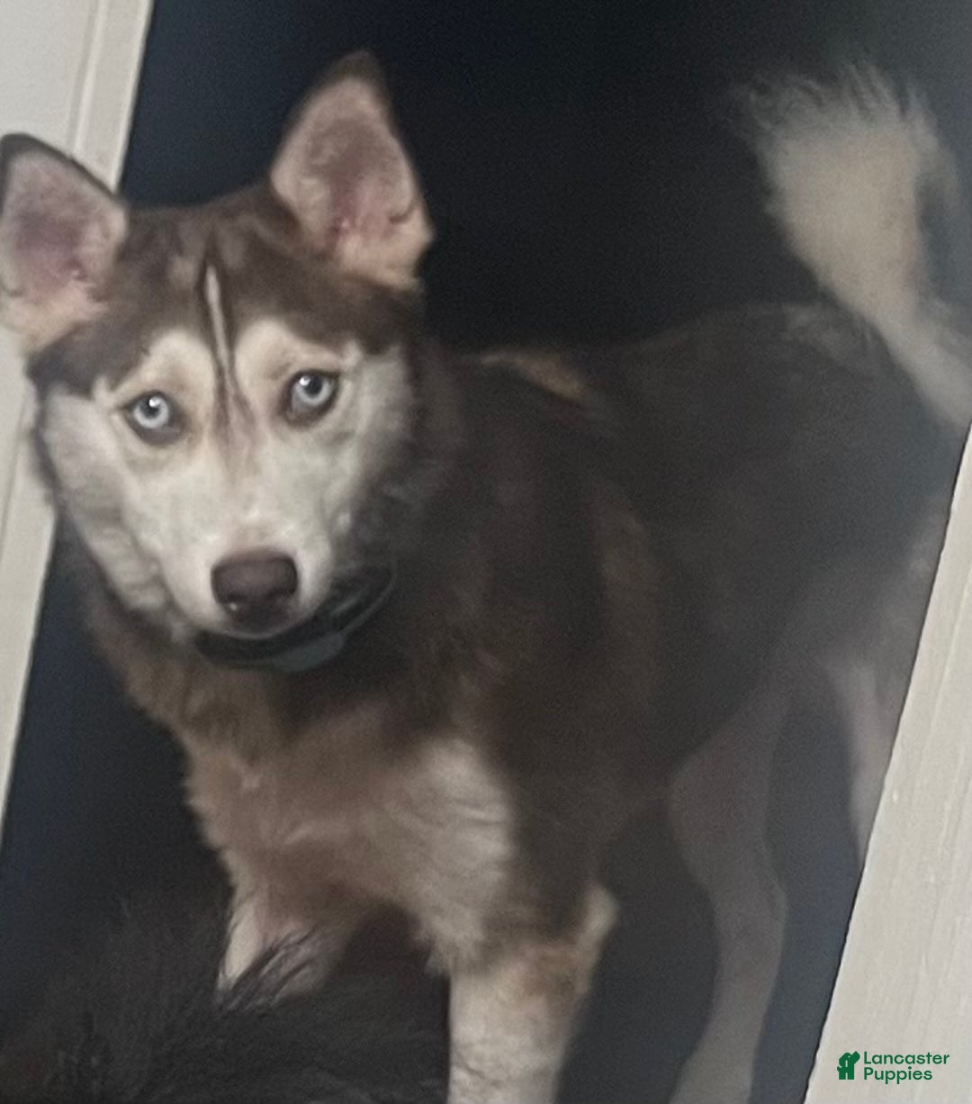 Pomsky dogs for sale: Snow White - Ad 4