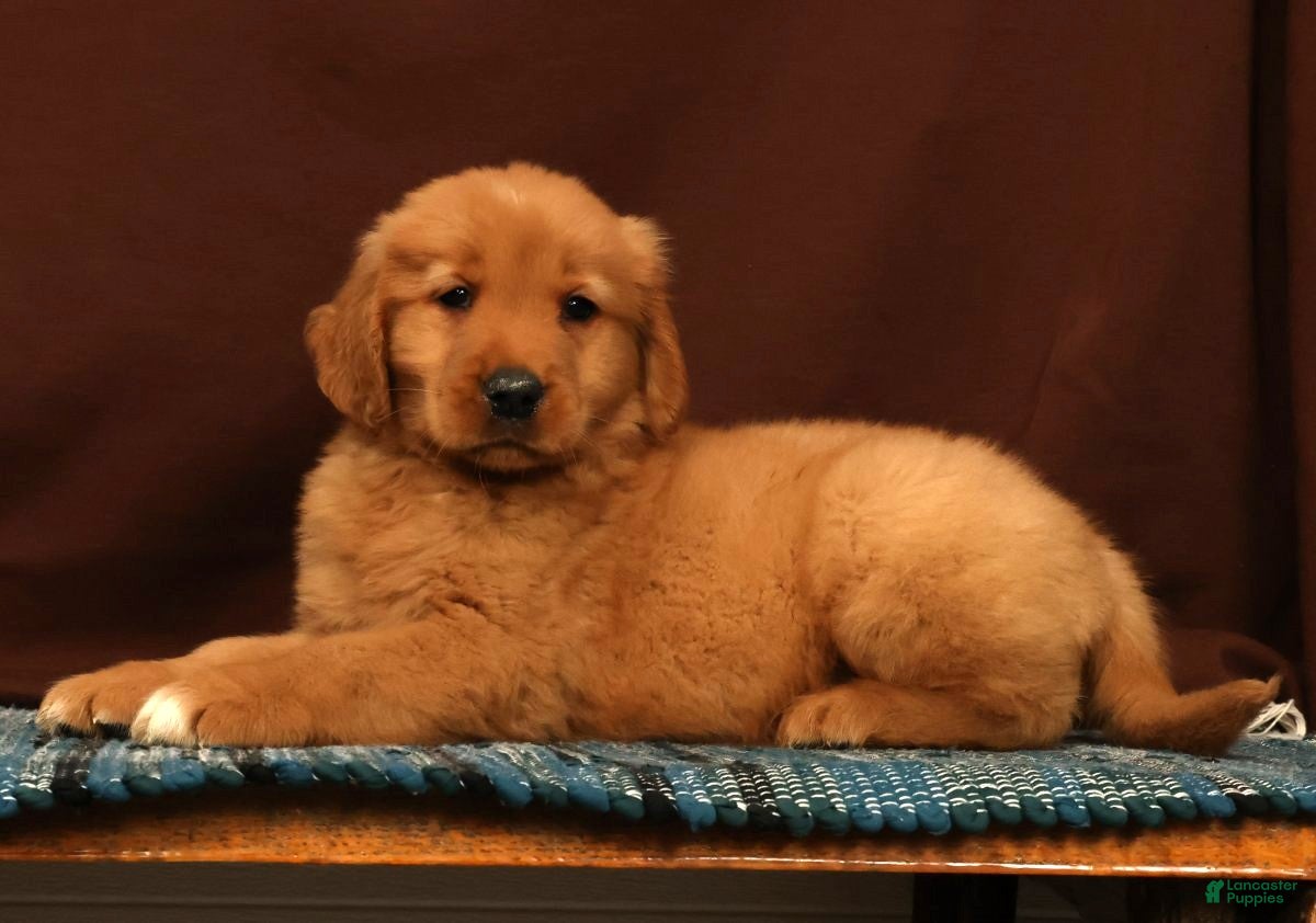 Golden Retriever dogs Grant - Ad 2