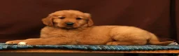 Golden Retriever dogs for sale: Grant - Ad 2