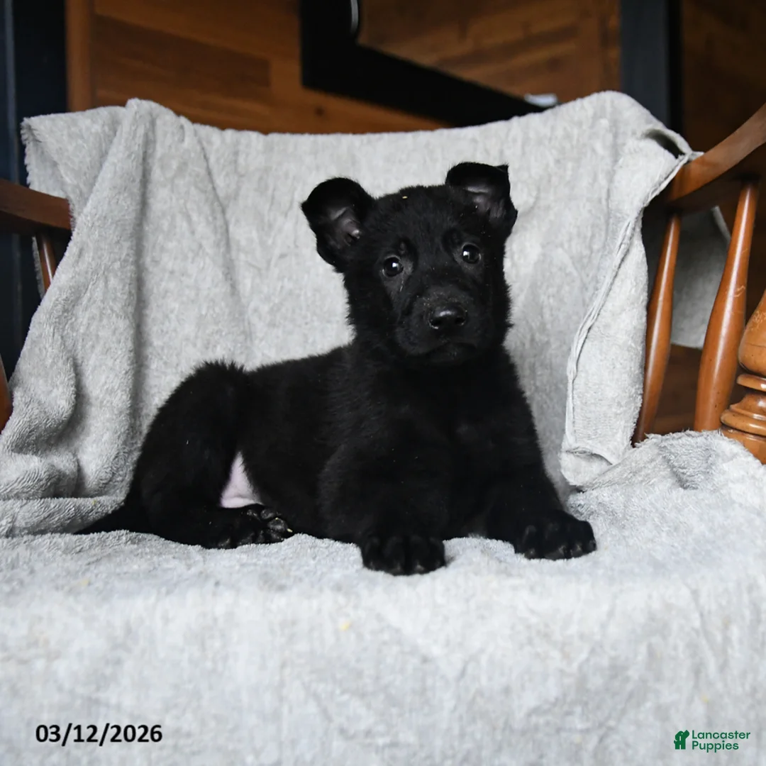 Mixed Breed dogs for sale: Trixie - Ad 3