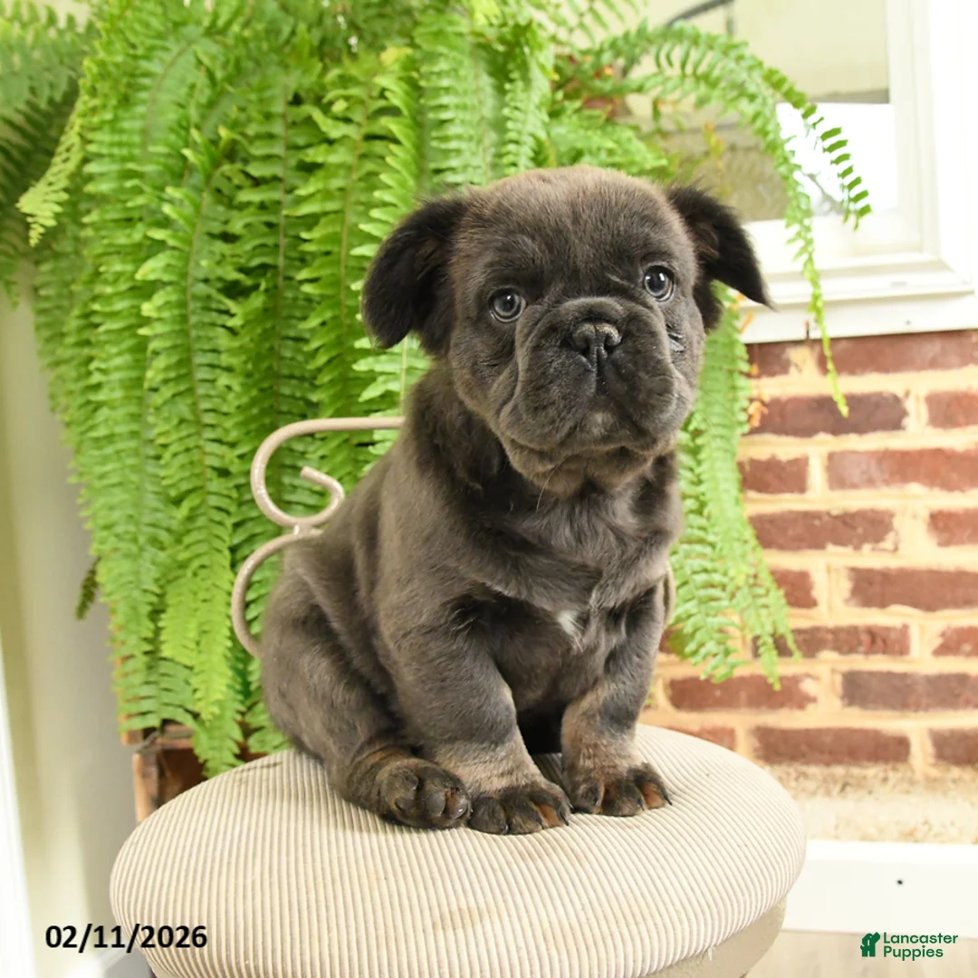 French Bulldog dogs for sale: Toby - Ad 2
