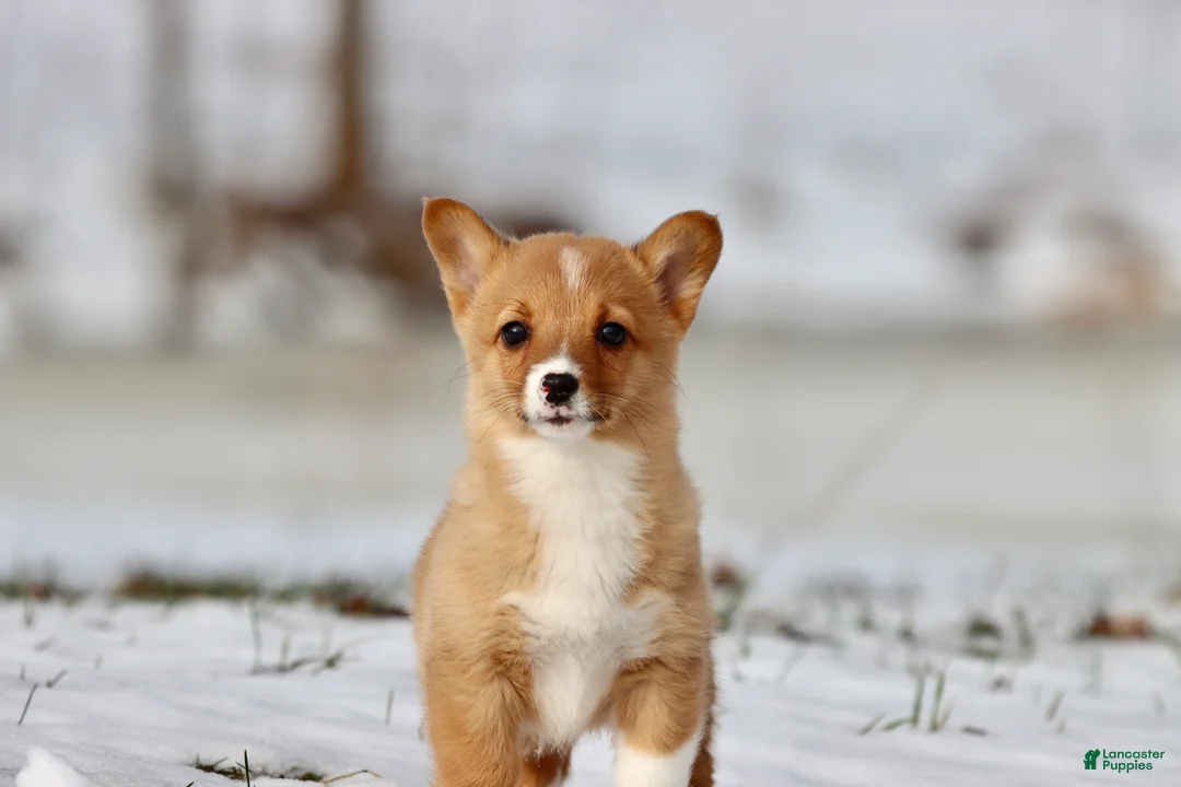 Welsh Corgi Pembroke dogs for sale: Cowgirl - Ad 4