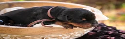 Doberman Pinscher dogs for sale: Delphine - Ad 7